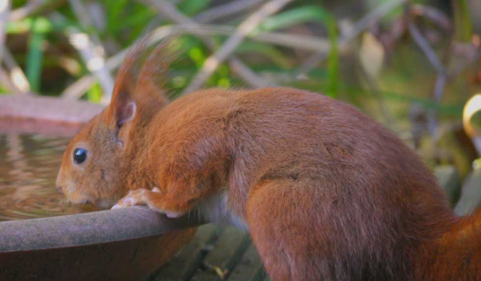 Eichhörnchen an der Wasserstelle