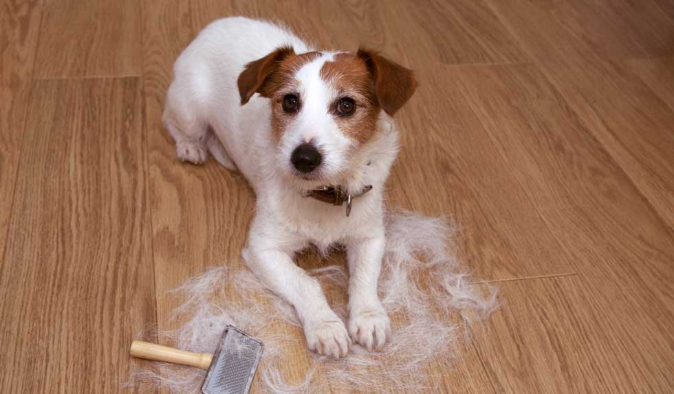 Fellwechsel beim Hund