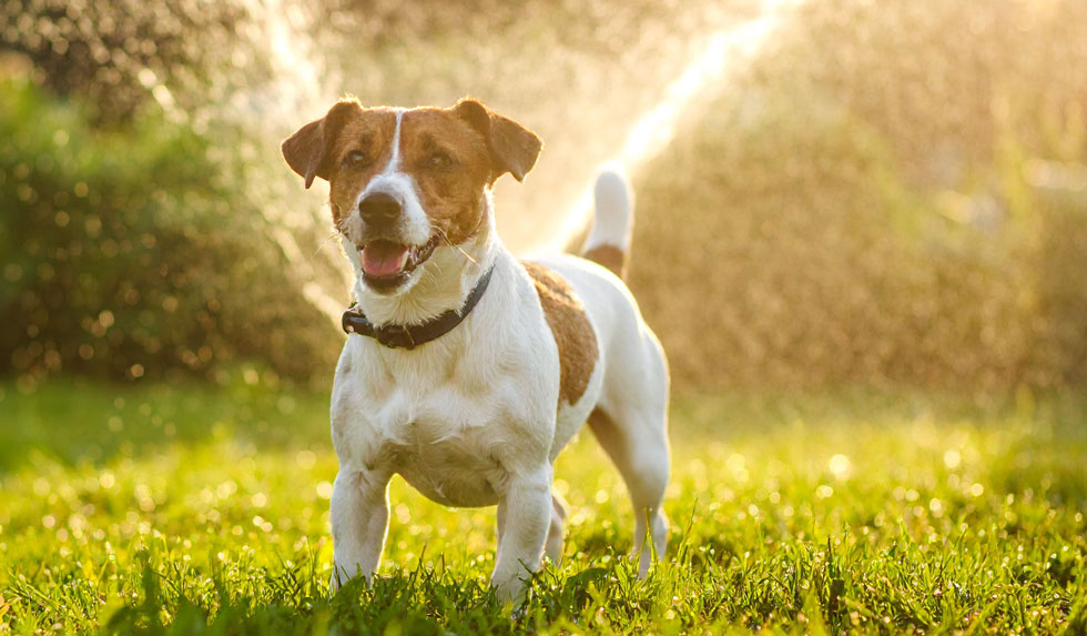 Jack Russeel Terrier Sprinkler