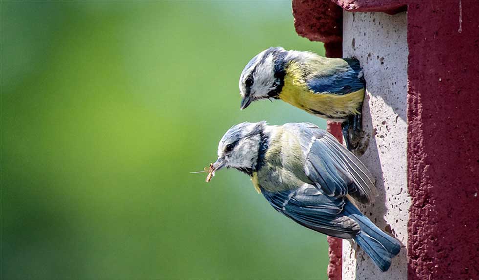 Blaumeisen am Nistkasten