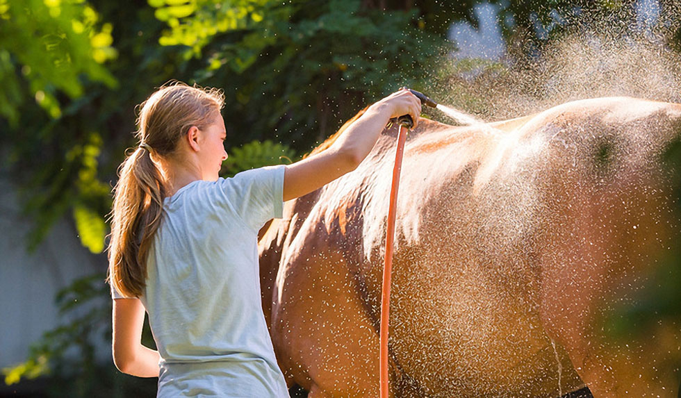 Pferde wird abgeduscht
