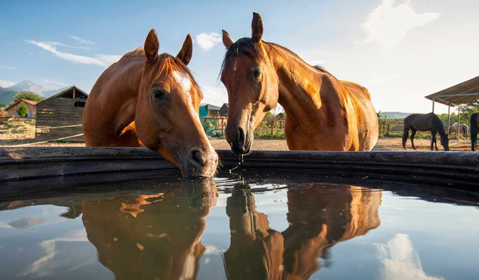 Pferde am Wassertrog