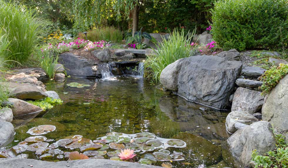 Gartenteich im Sommer