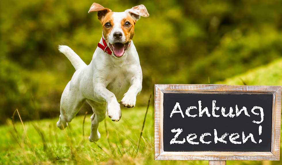 Jack Russeel Terrier Achtung Zecken