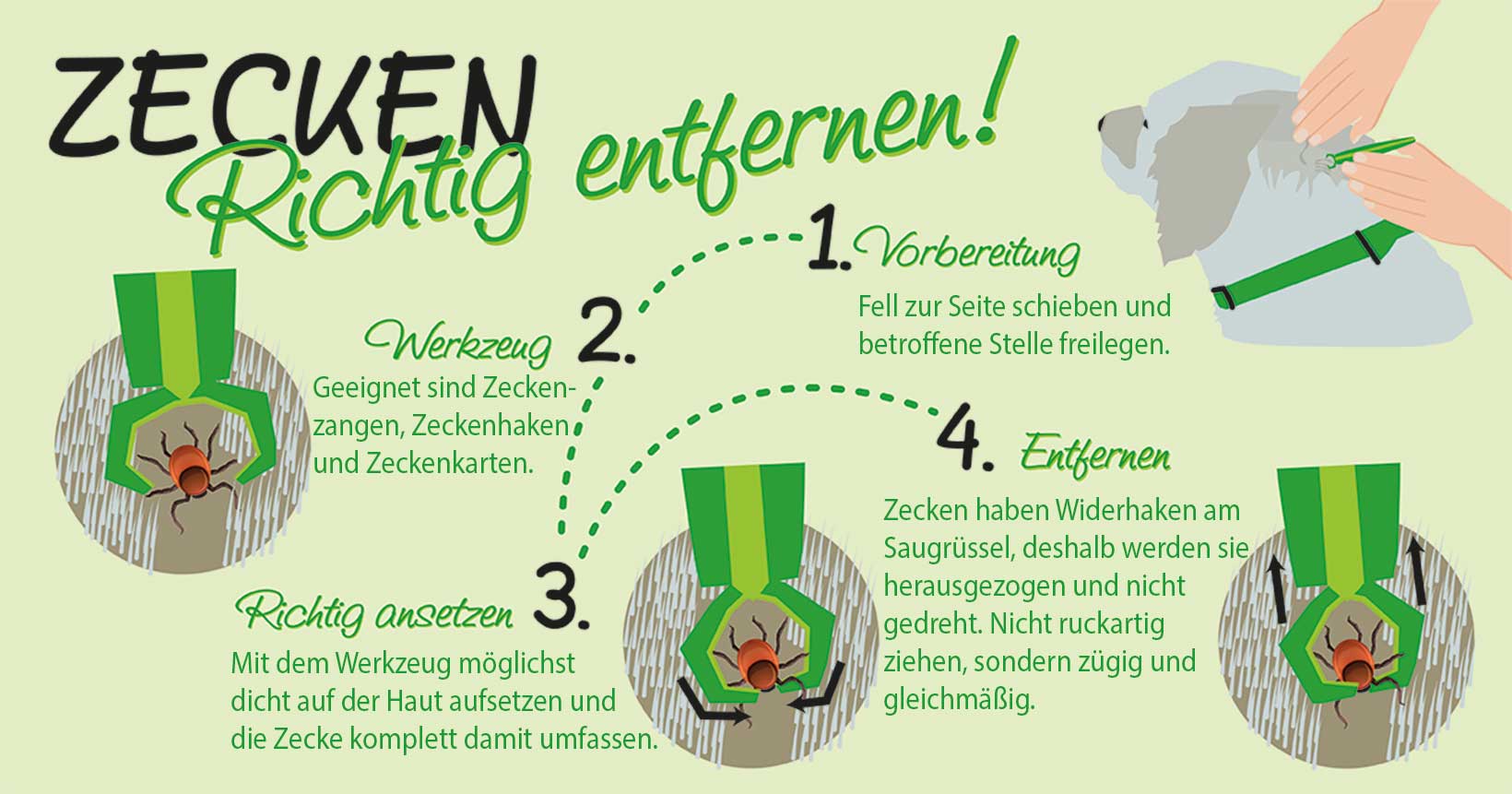 Grafik Zecken richtig entfernen