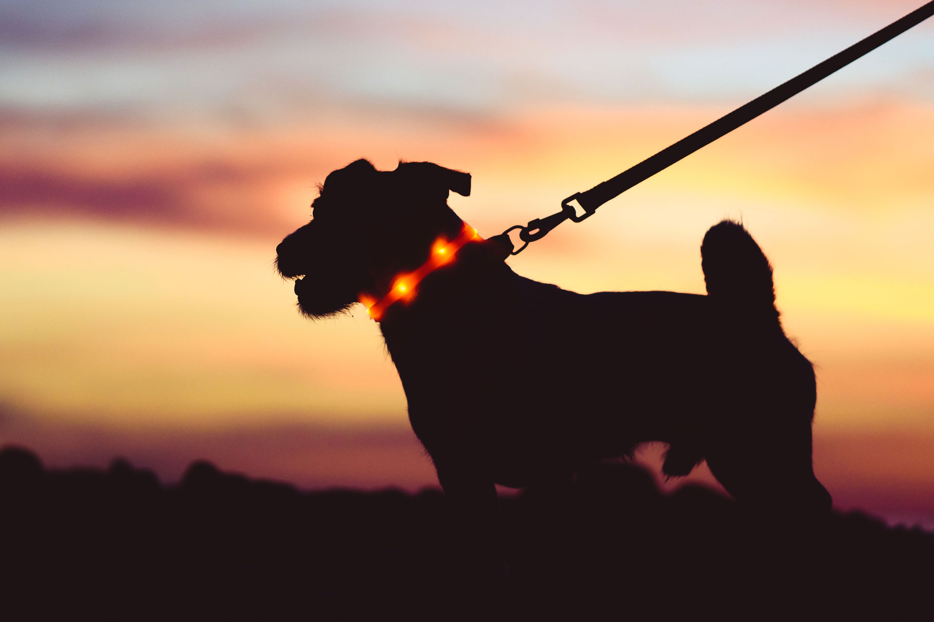 Hund mit Leuchthalsband