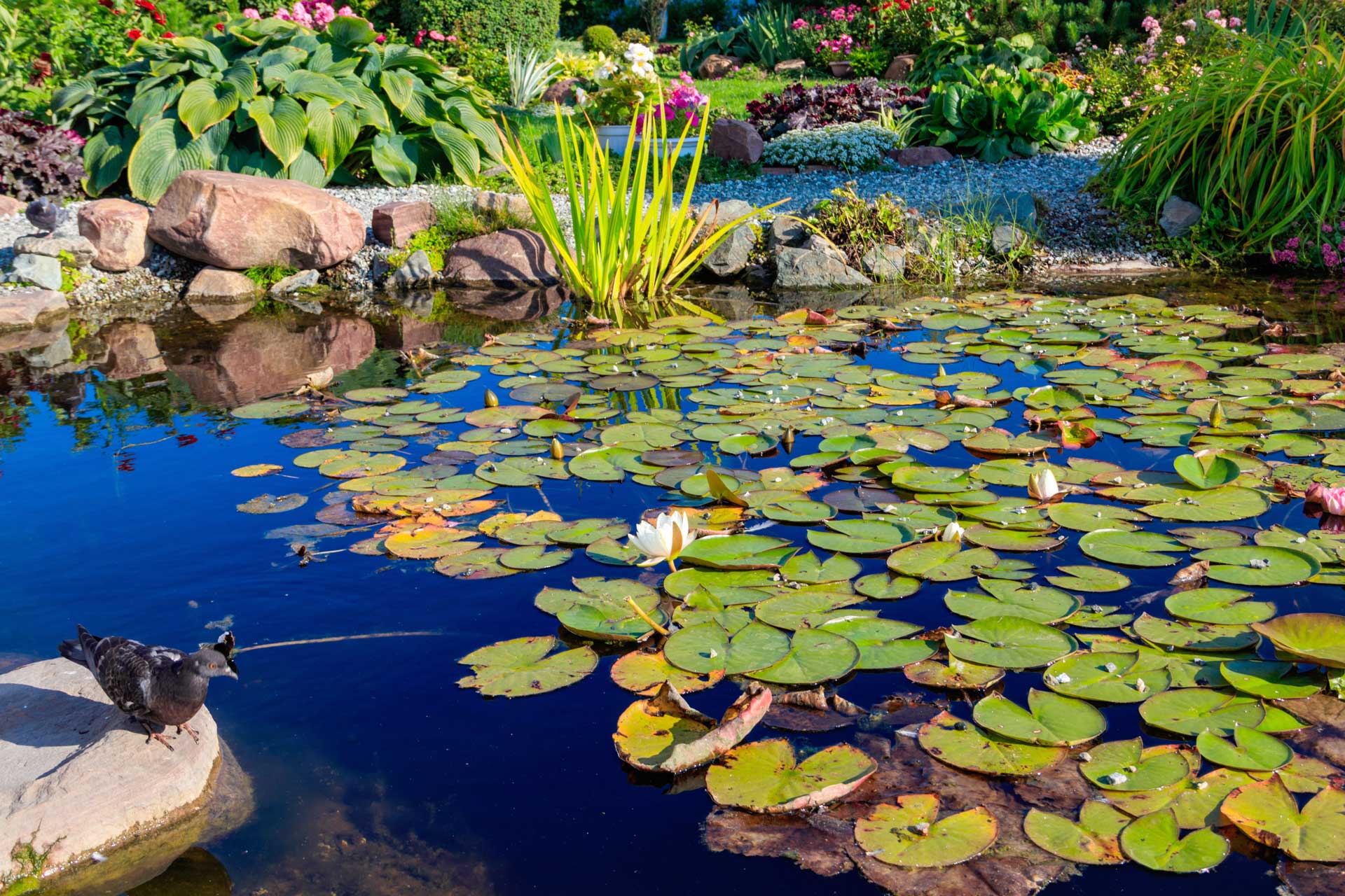 Gartenteich mit Seerosen