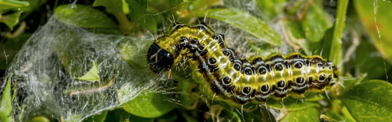 Raupe Buchsbaumzünsler