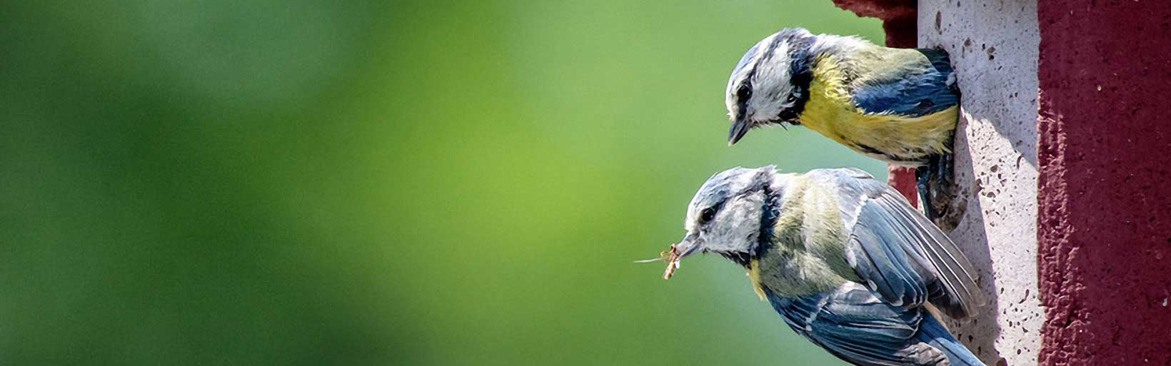 Blaumeisen am Nistkasten