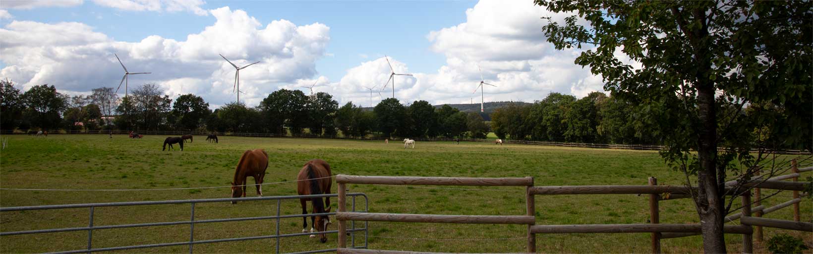 Pferde auf der Weide