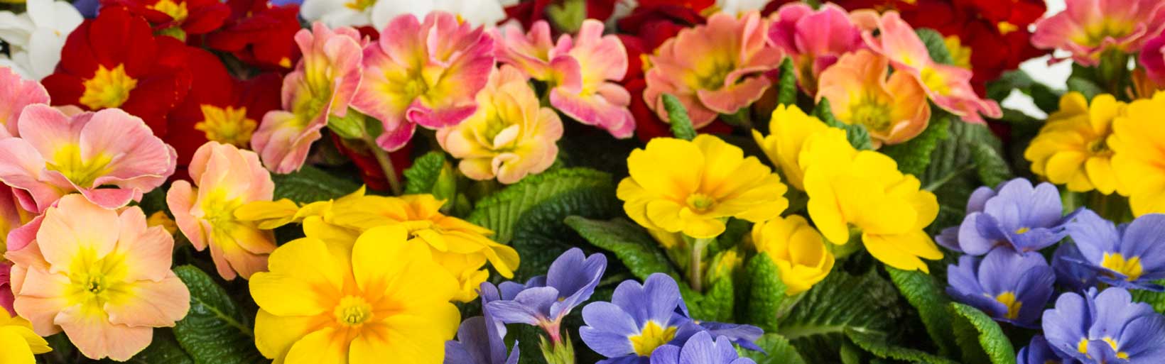 Bunte Primeln