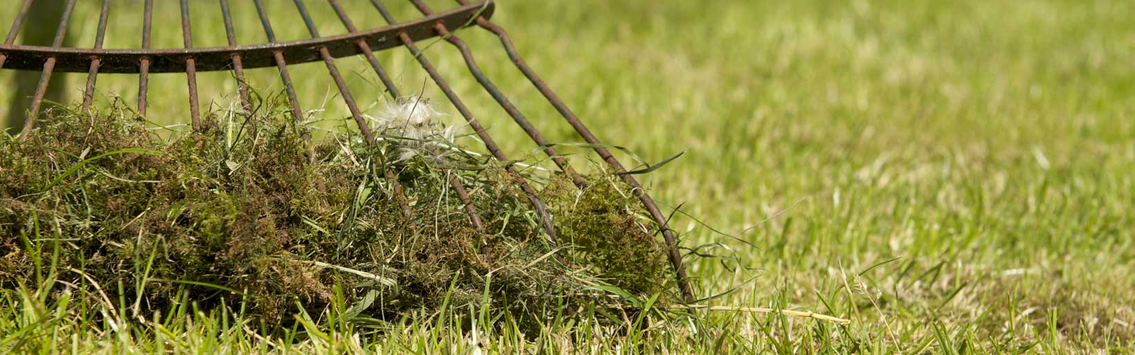 Rasenpflege im Frühjahr